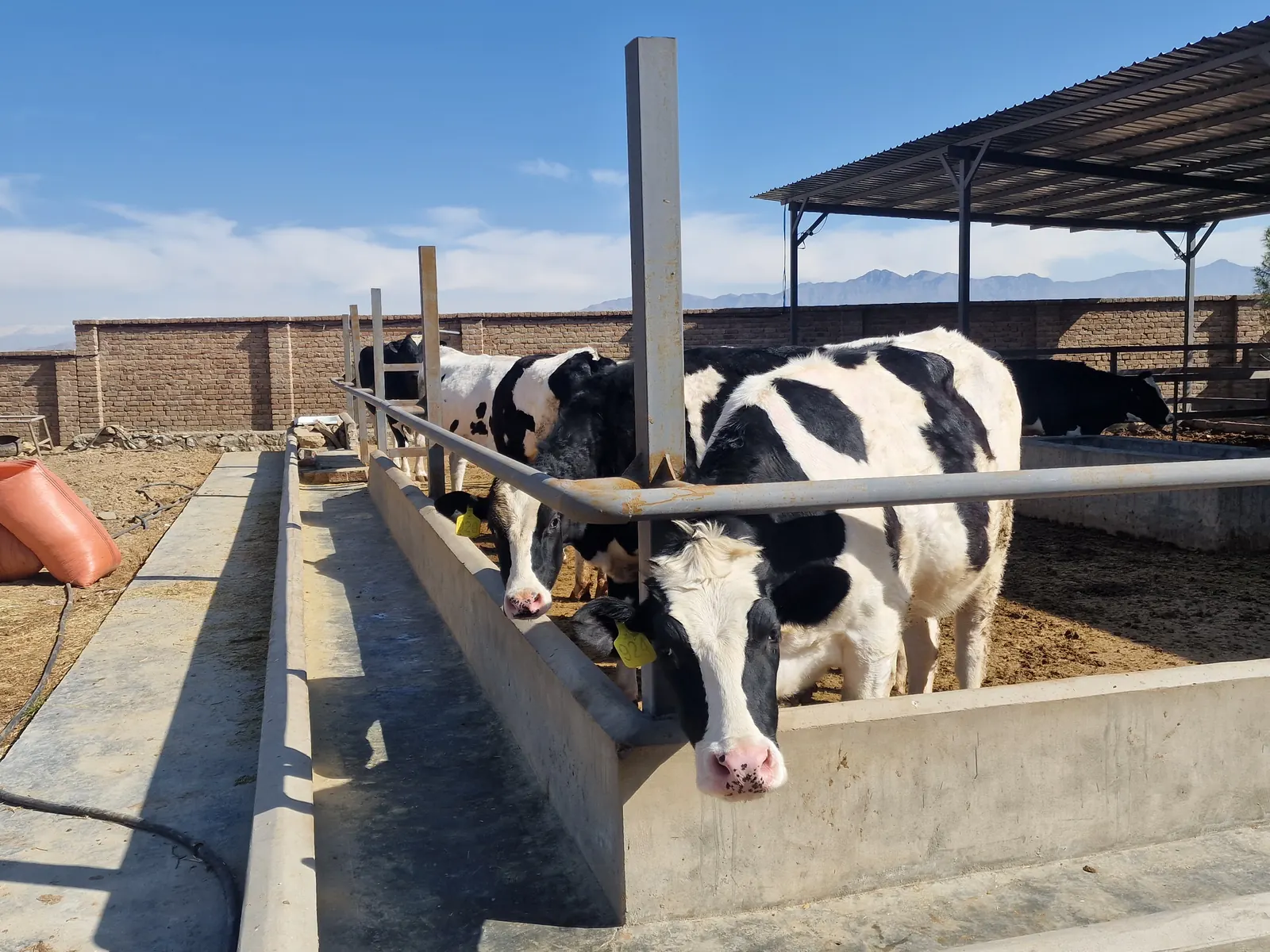 Dairy cows at the feeding area