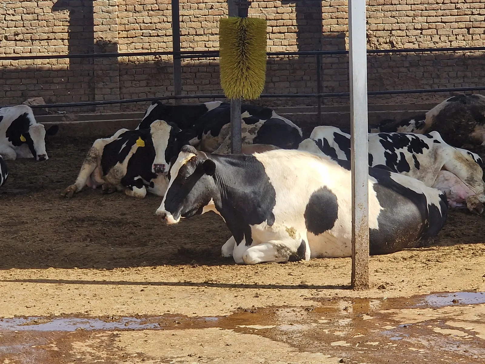 Dairy herd resting in the shelter