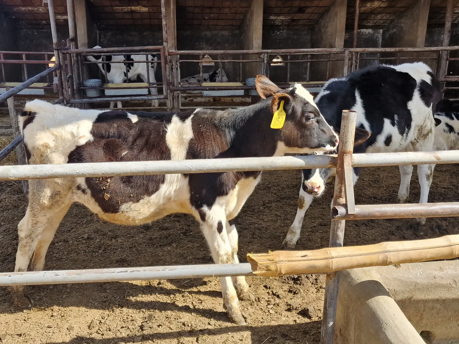Young cattle at Hadis Hanofa farm