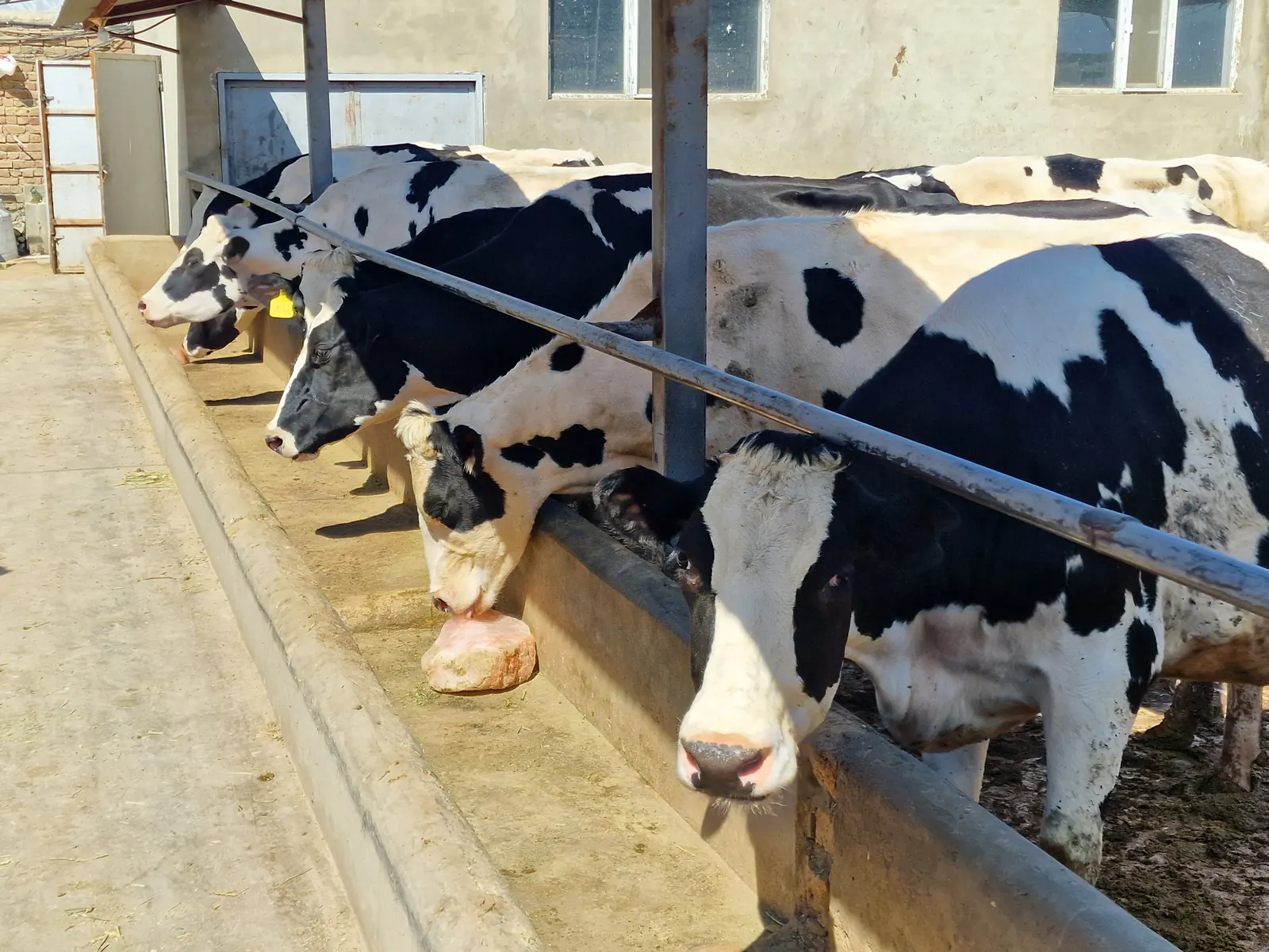 Healthy dairy cows in the feeding line