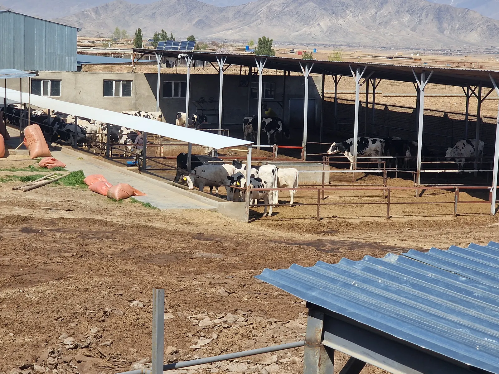 Hadis Hanofa dairy farm facilities